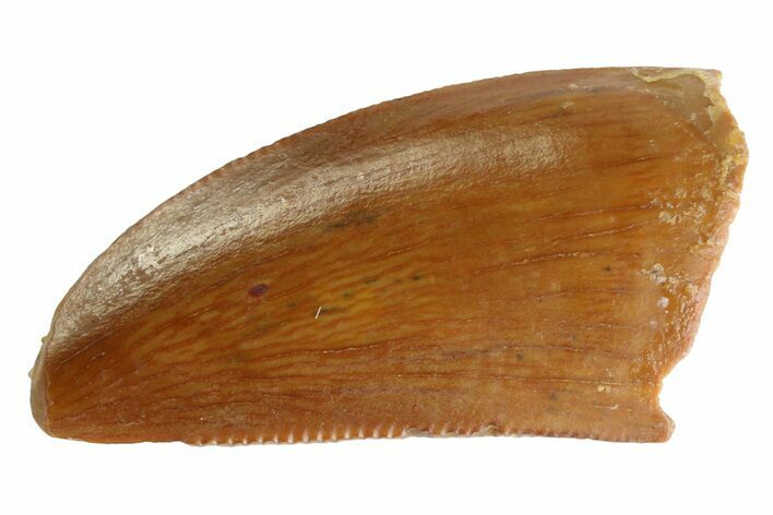 Serrated Raptor Tooth - Feeding Worn Tip #333313